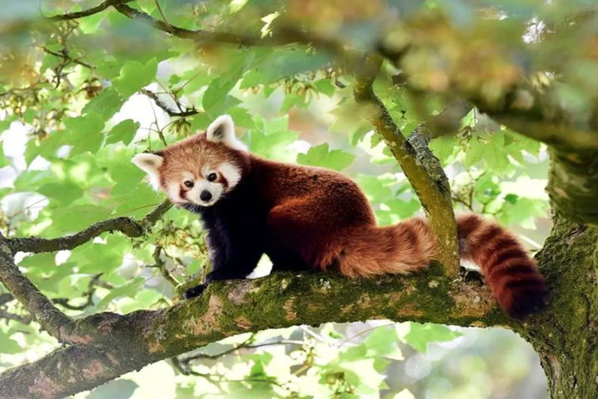Panda Merah dan Perannya dalam Ekosistem Hutan Pegunungan