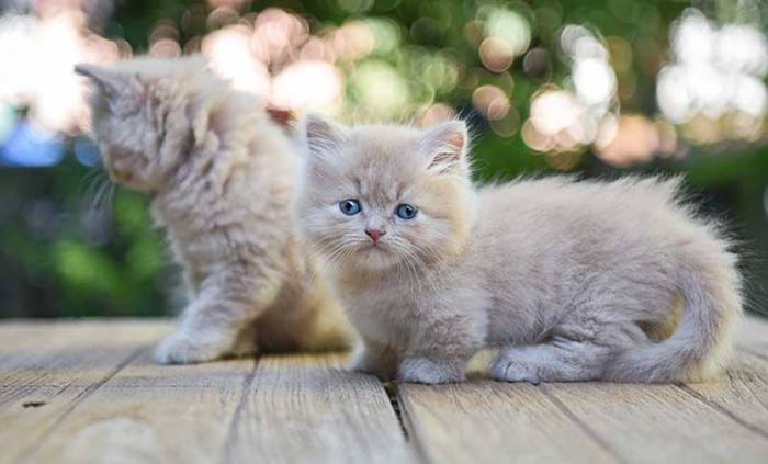 Ragam Kucing Domestik Populer di Asia Tenggara